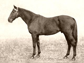 <span class="mw-page-title-main">Windsor Lad</span> Irish-bred Thoroughbred racehorse