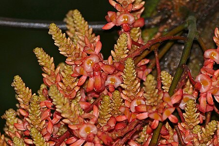 Whitfordiodendron nieuwenhuisii