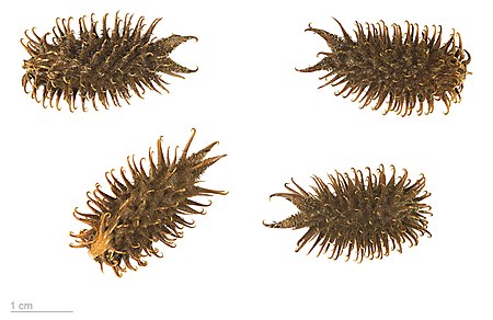 Tập_tin:Xanthium_strumarium_MHNT.BOT.2004.0.213.jpg