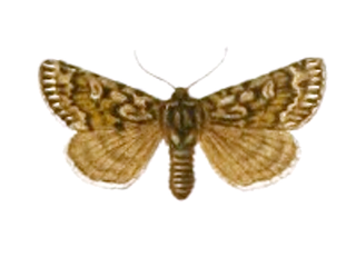 <i>Xestia quieta</i> Species of moth