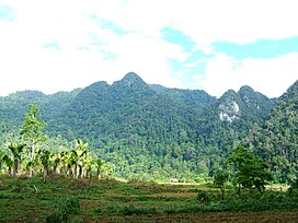 Một phần của vườn quốc gia Xuân Sơn với những cây cọ rất đặc trưng của vùng núi và trung du Phú Thọ