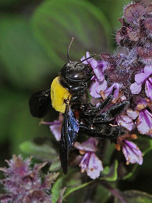 Xylocopa pubescens female 1.JPG