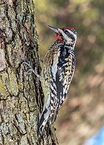 Thumbnail for File:Yellow-bellied sapsucker in CP (40432).jpg