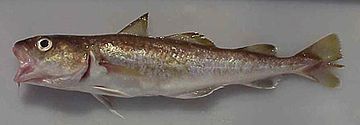Young Pacific cod