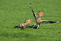 Young and mature hoopoe.jpg