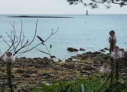 Yucca flaccida Saint-Philibert plage de Kervenest, Parc naturel régional du Golfe du Morbihan, commune du Morbihan, France.