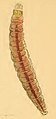 Zelleria hepariella larva.JPG