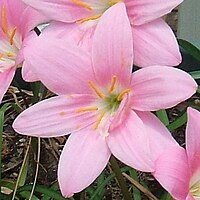 Zephyranthes robustus 02.jpg