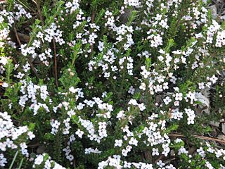 <i>Zieria citriodora</i> Species of plant
