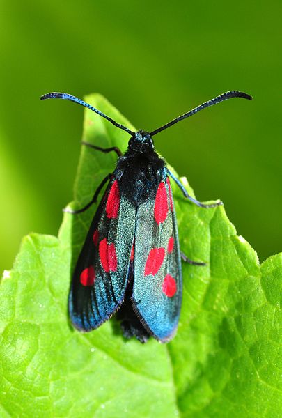 File:Zygaena sp. (9114555009).jpg