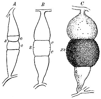 The formation of zygospores by two mating gametangia. Zygospore, Otto's Encyclopedia.jpg