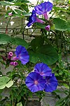 'Ipomoea indica' in the Walled Garden greenhouse of Parham House West Sussex England.jpg
