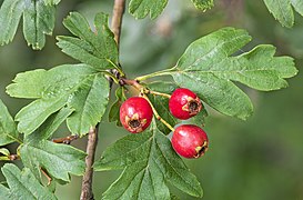 Crataegus monogyna (Common hawthorn) - Mature fruits
