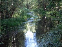 Örtze bei Breloh (nördlich von Munster)