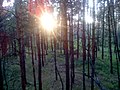 Апостоловский лес закат.jpg