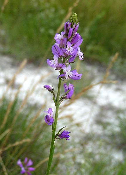 File:Крейдяні відслонення Polygala cretacea.jpg