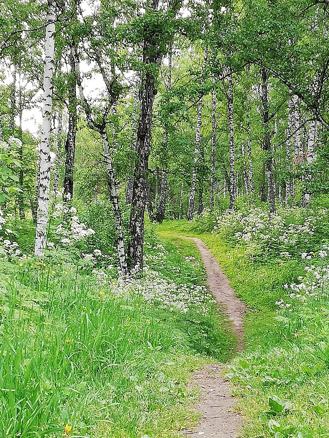 Михайловская роща томск фото