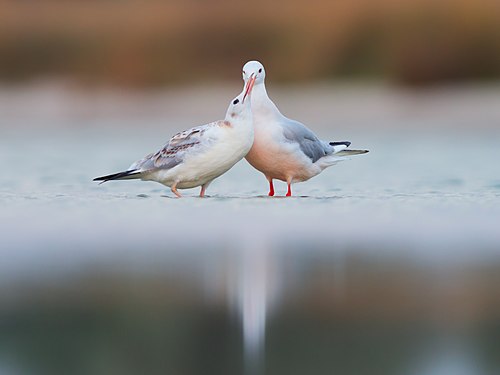 A young slender-billed gull asks one of its parents for food. Kinburn Spit. Mykolaiv Oblast. (Ryzhkov Sergey)