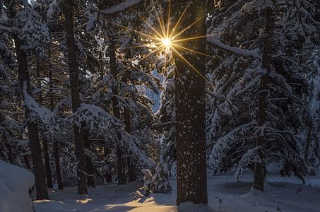 Forest in the Pelister National Park, Macedonia