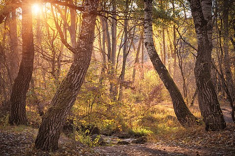 Evening sunlight in a riparian forest at the riverbank of the Southern Bug in the Buzk’s Gard National Nature Park, Mykolaiv Oblast, Ukraine