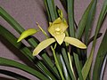 小神童 Cymbidium ensifolium hybrid 'Child Prodigy' -香港沙田國蘭展 Shatin Orchid Show, Hong Kong- (12304391364).jpg