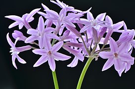 紫嬌花-2.jpg