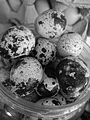 (Quail eggs) in black and white.JPG