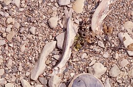 Stone Shore and Mallotus villosus, Capelin, small fish of the Atlantic and Arctic oceans