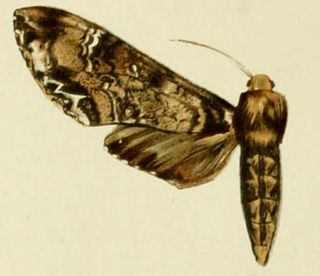 <i>Poliana wintgensi</i> Species of moth