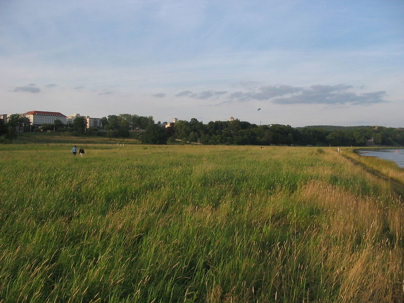 File:050622-elbwiesen-ufer-waldschloesschen.jpg