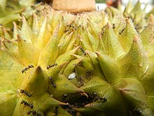Black garden ants (Lasius niger) eating a durian at a market in Pulilan, Bulacan. Note also the fuzzy white scale insect in the center. 07302jfBlack ants eating Durians in the Philippinesfvf 20.jpg