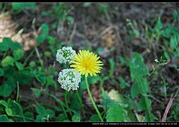 10 Senribanpakukōen, Suita-shi, Ōsaka-fu 565-0826, Japan - panoramio - jetsun (2).jpg