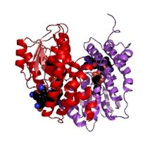 Modèle tridimensionnel de l'enzyme