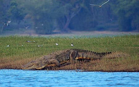 Tập_tin:2006-kabini-croc.jpg