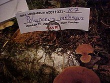 2007-10-22 Polyporus melanopus (Pers.) Fr 17170.jpg