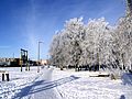 Beržynėlio parkas žiemą
