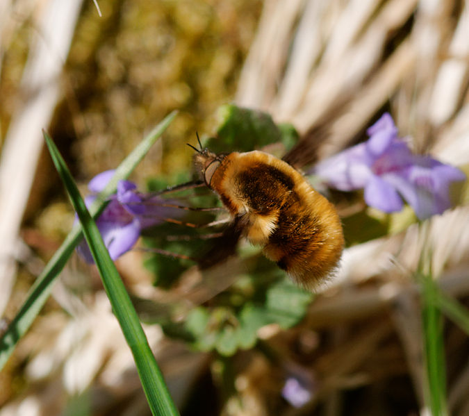 File:2012-04-02 14-50-20-bombyle.jpg