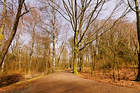 Forêt du lac du Malsaucy.