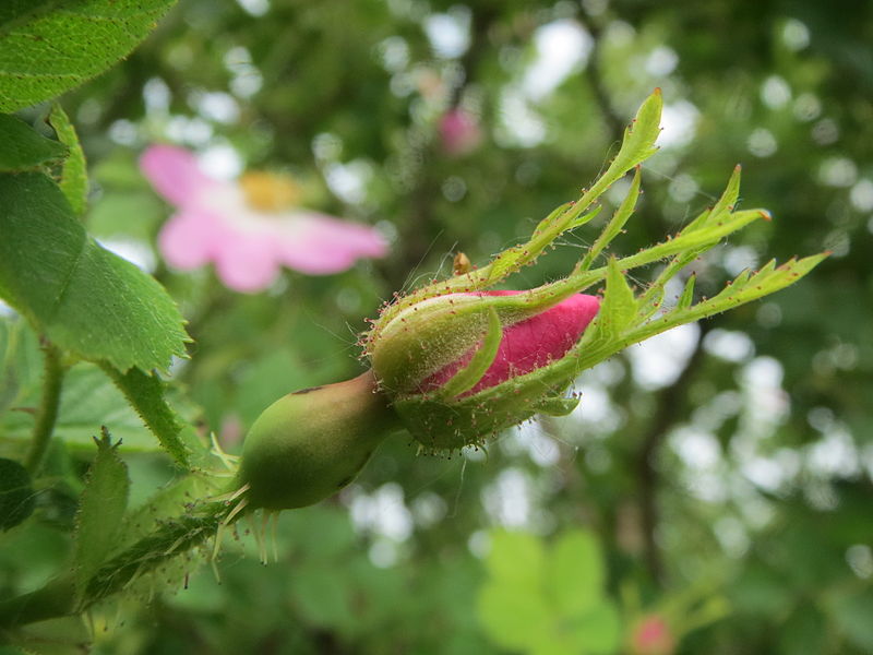 File:20140521Rosa rubiginosa3.jpg