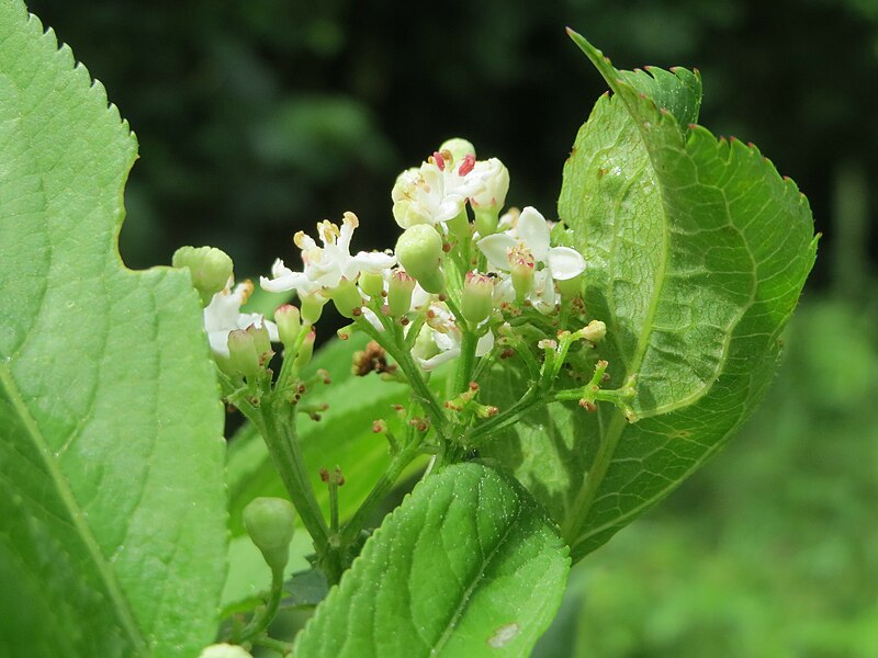 File:20150621Sambucus ebulus8.jpg