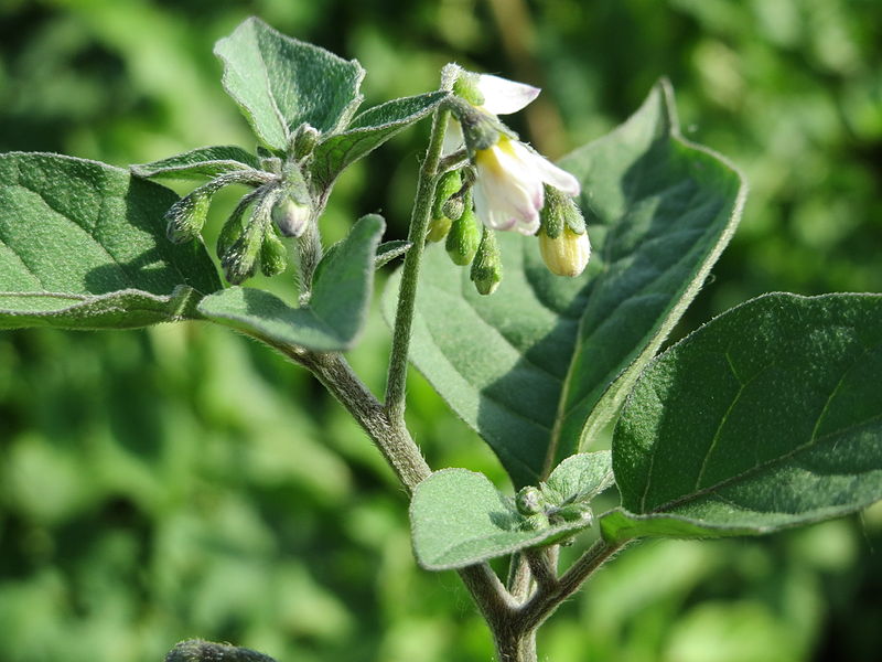 File:20150629Solanum nigrum2.jpg