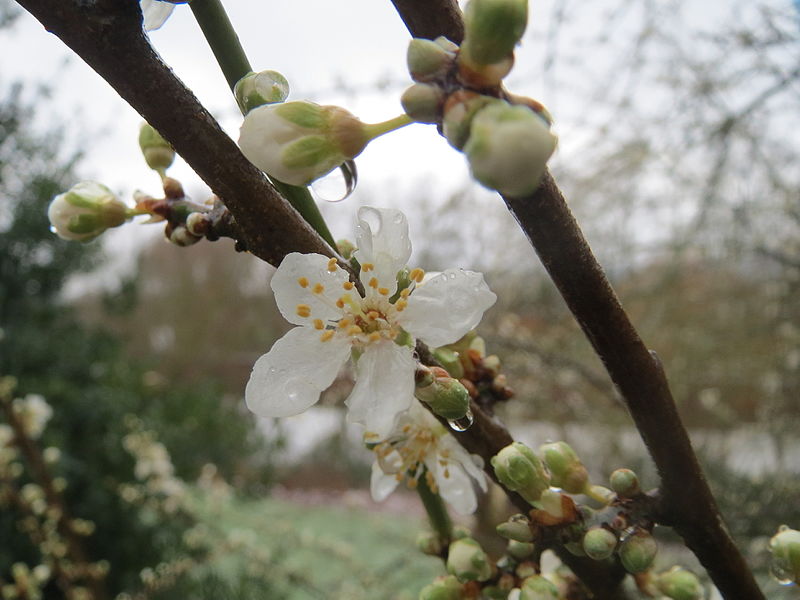 File:20160303Prunus cerasifera1.jpg