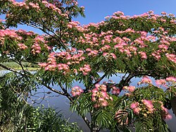 Planta con flores en Nueva Jersey