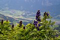 * Nomination Aconitum napellus at Pleschnitzzinken, Styria, Austria --TheRunnerUp 19:55, 11 October 2021 (UTC) * Promotion  Supportnice, good quality--Jebulon 20:21, 11 October 2021 (UTC)