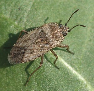 2019 08 03 Emblethis denticollis2.jpg