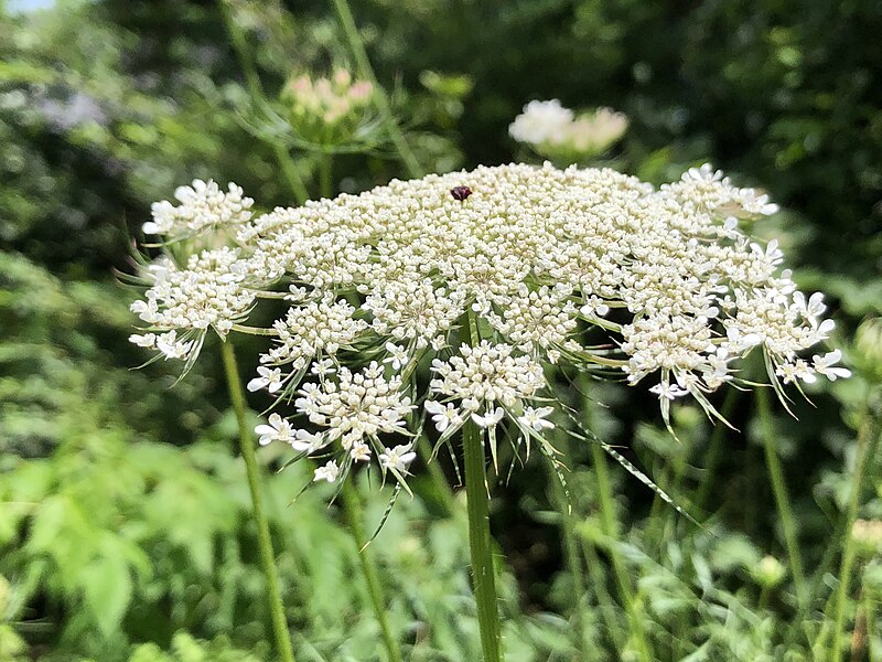 File:2021-06-25 13 59 59 Queen Anne's Lace flowers in Franklin Farm Park in the Franklin Farm section of Oak Hill, Fairfax County, Virginia.jpg