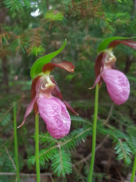 File:2022 Pink Lady Slipper on PEI 02.jpg