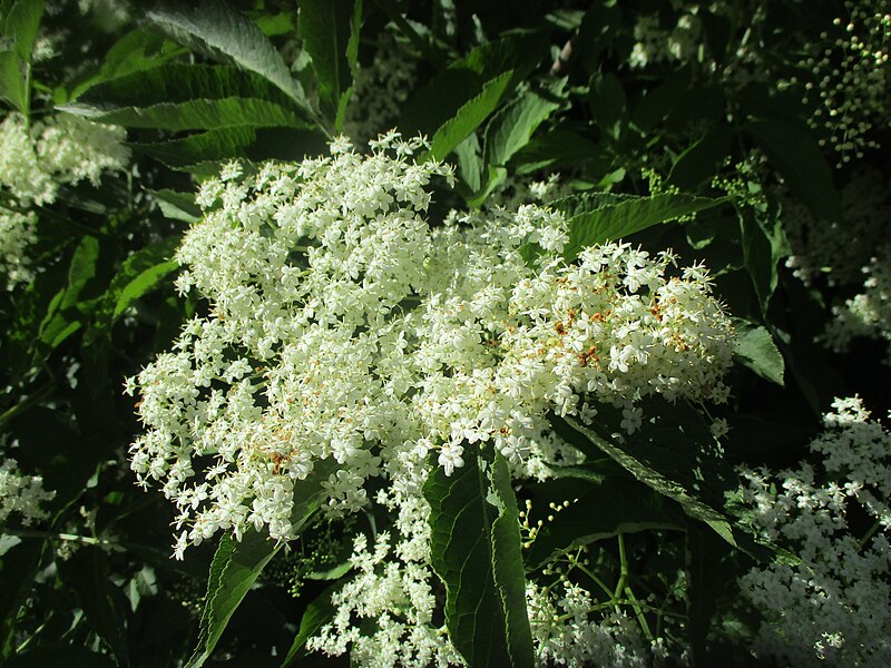 File:20230530Sambucus nigra2.jpg