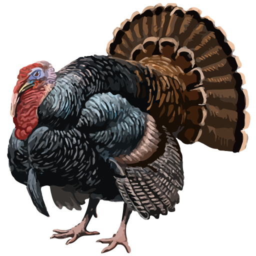 File:202311 Wild turkey.svg