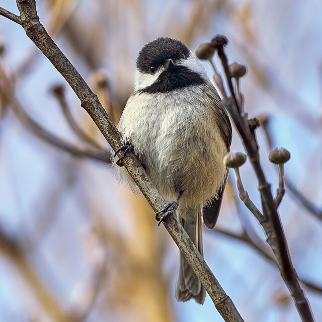 A black-capped chickadee perched on a small tree branch